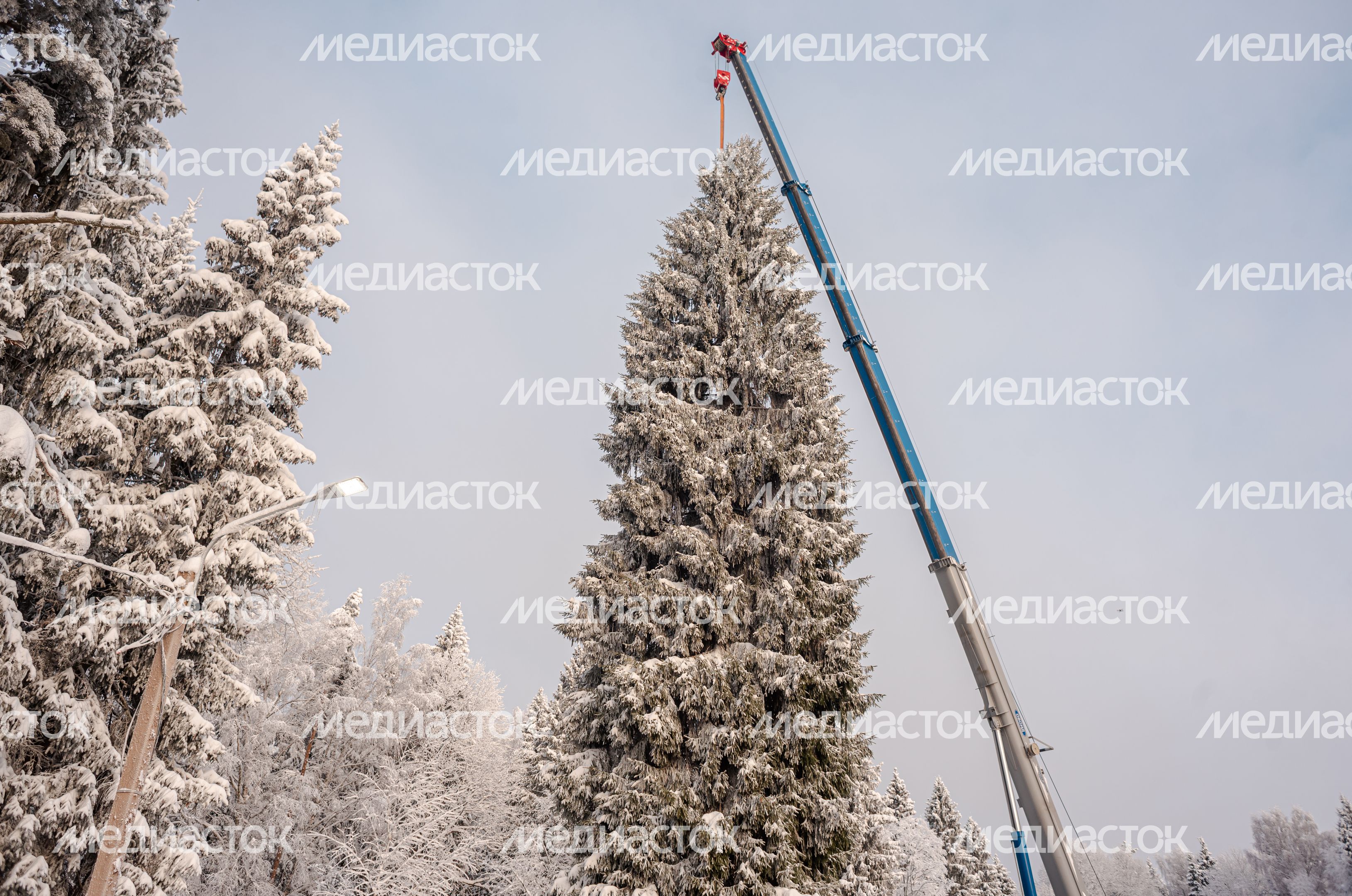 Рубка главной новогодней елки страны