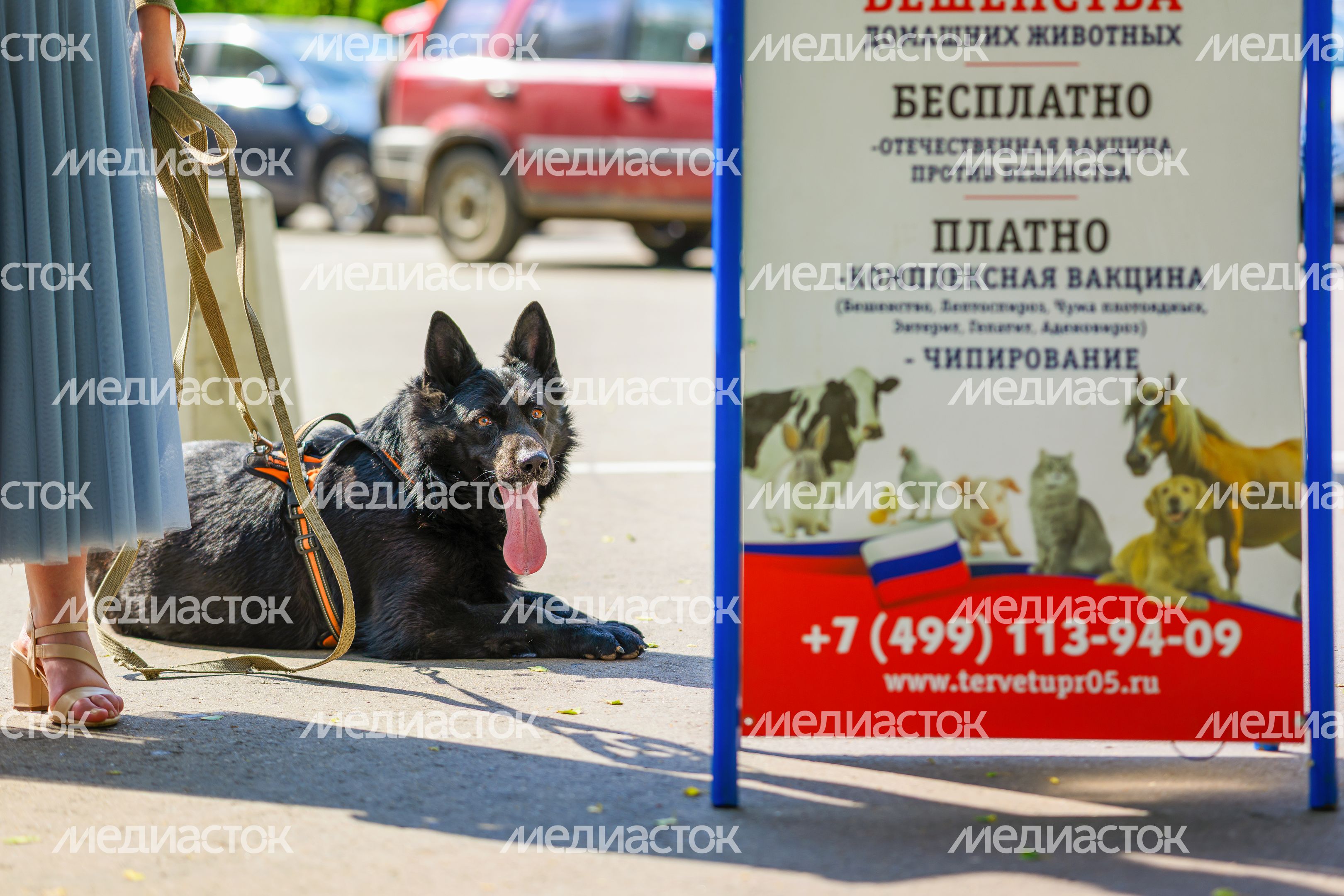 Выездная акция по чипированию и вакцинации животных в парке «Взлет» Домодедово Выездная акция по чипированию и вакцинации животных в парке «Взлет» Домодедово