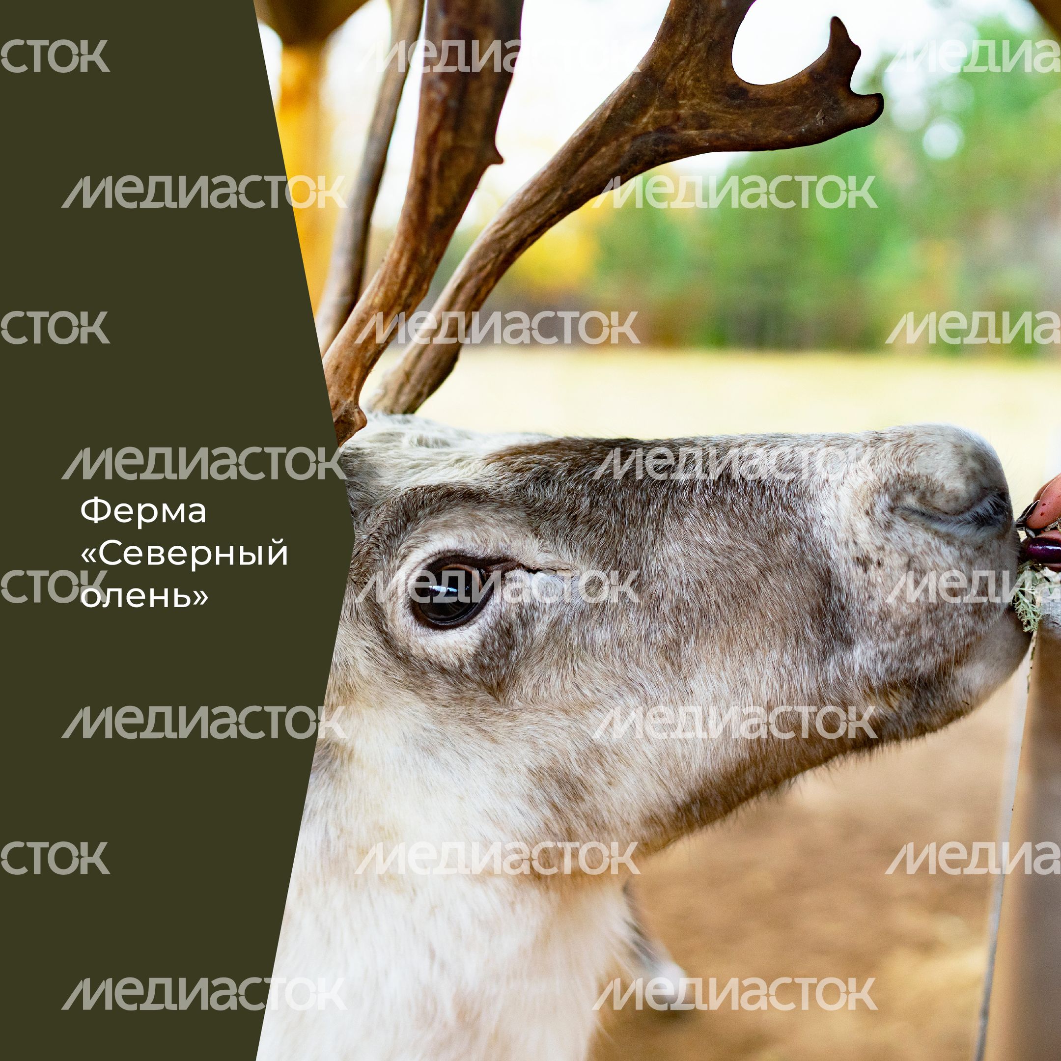 Фермы с животными-32.jpg