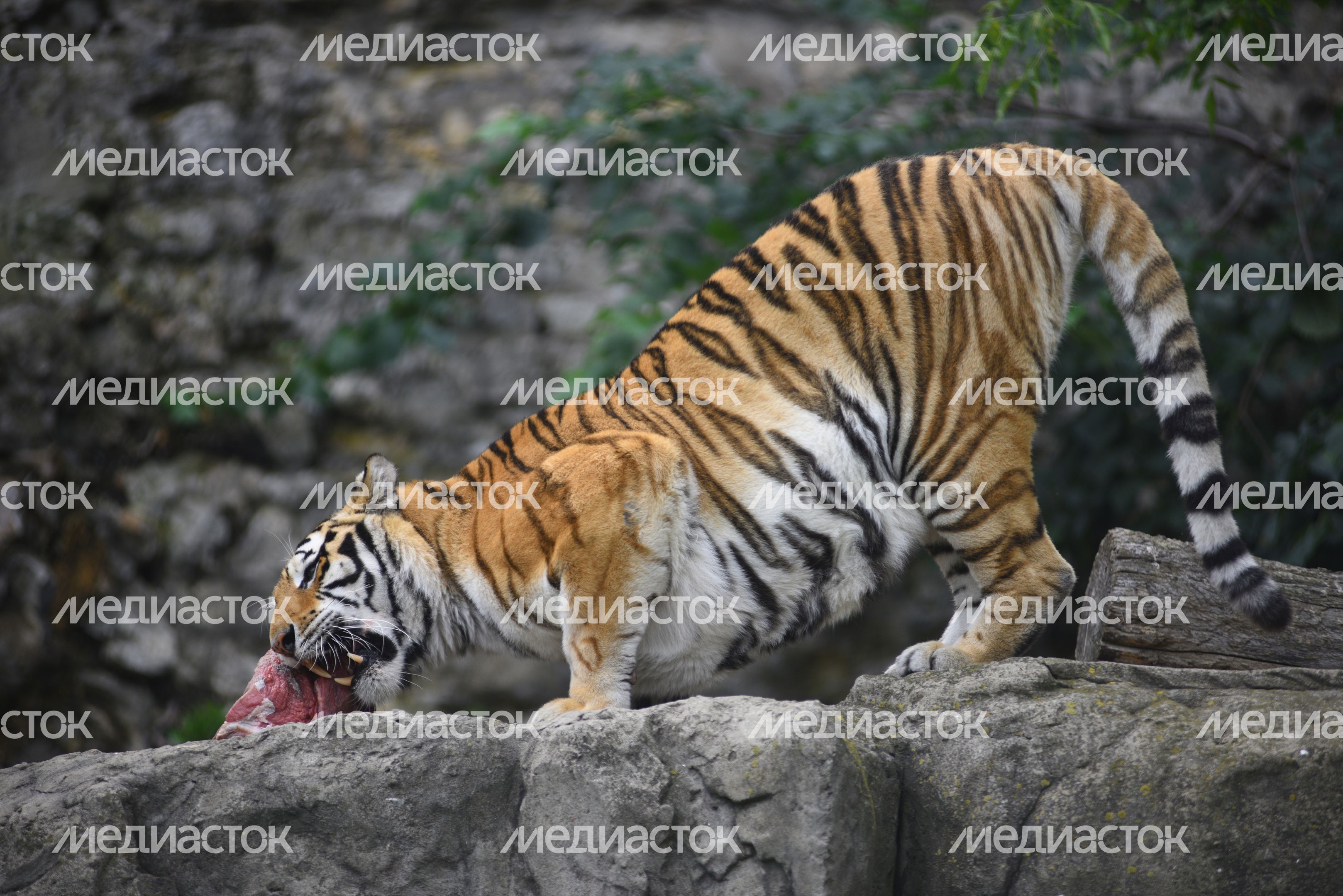 Тигрица Принцесса в Московском зоопарке Тигрица Принцесса в Московском зоопарке
