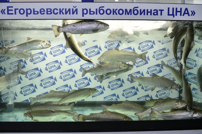 Выставка в рамках VI Торговой сессии Подмосковья