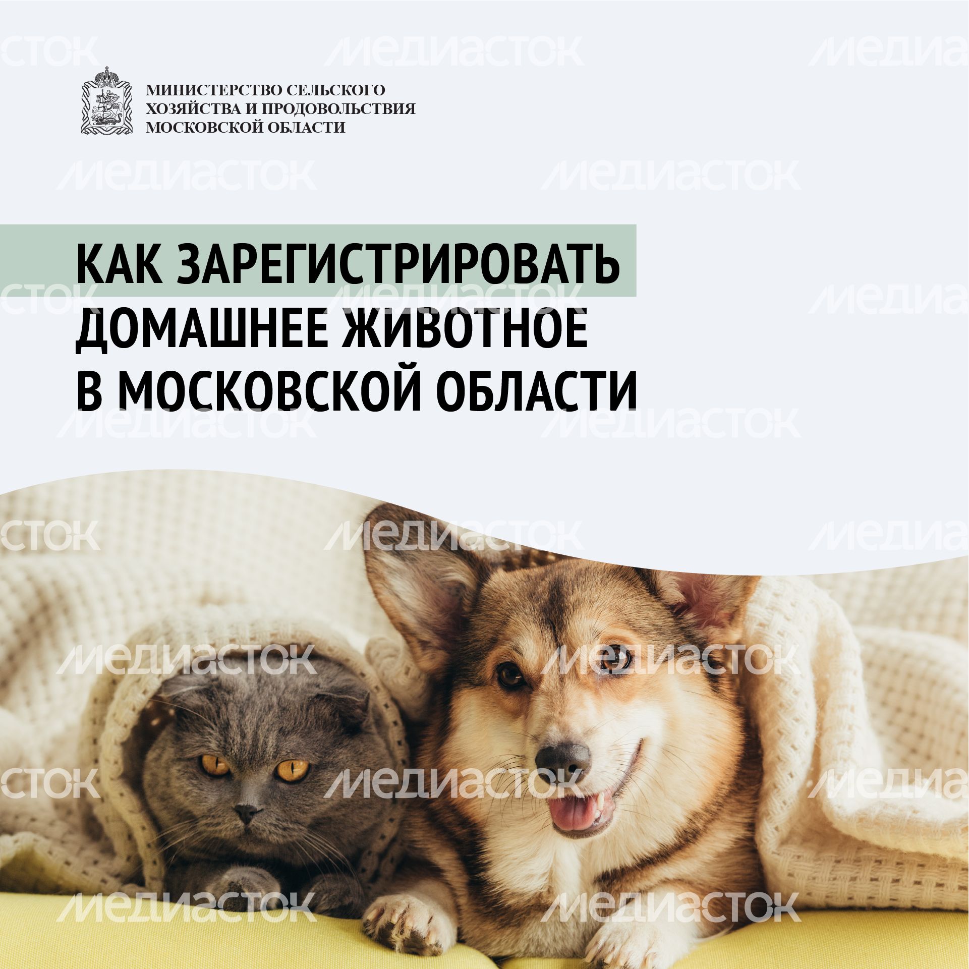 Зарегистрировать домашнее животное ред 2-квадрат-01.png Зарегистрировать домашнее животное ред 2-квадрат-01.png