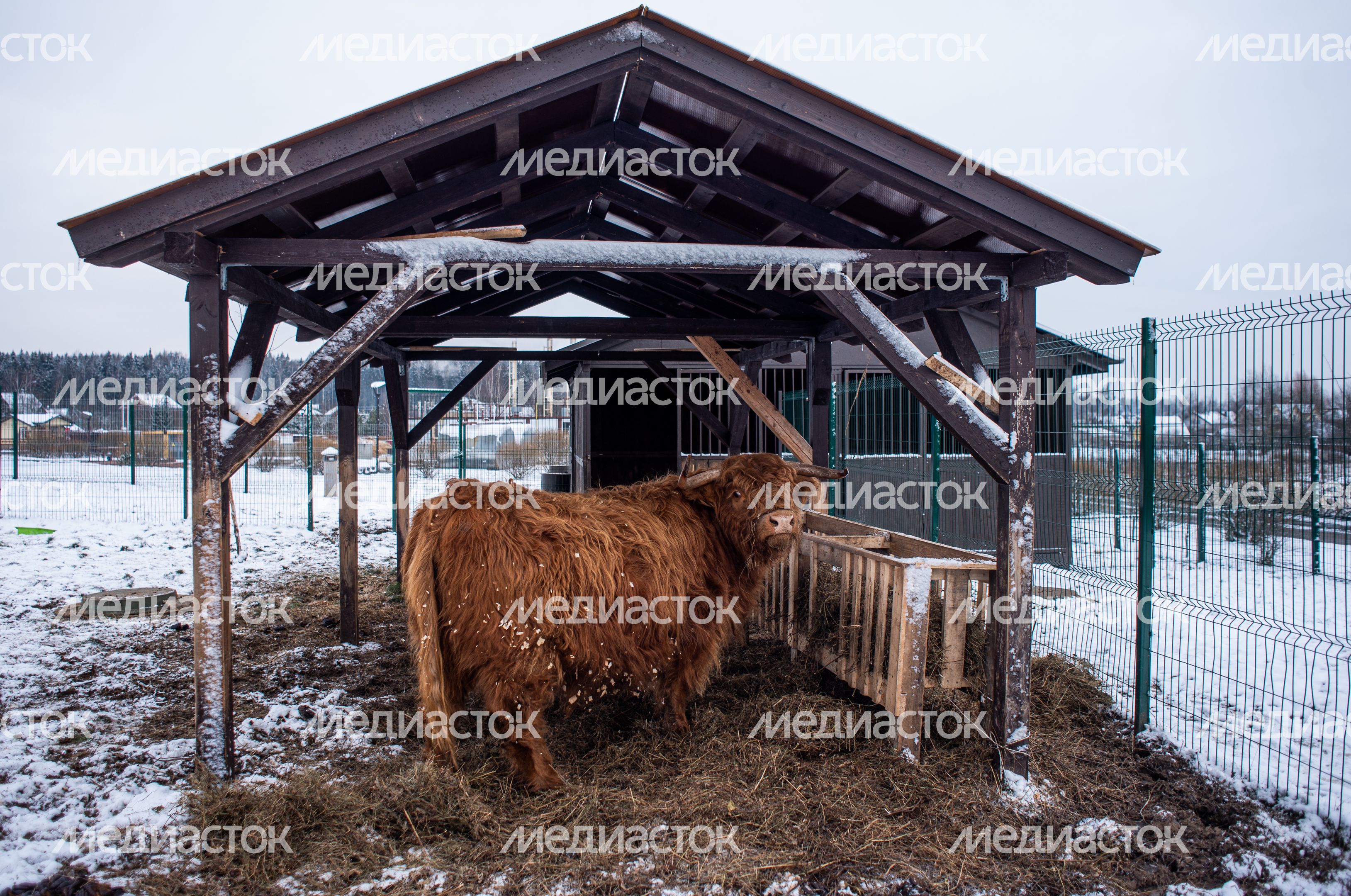 Зимний Конноспортивный комплекс «Дивный»