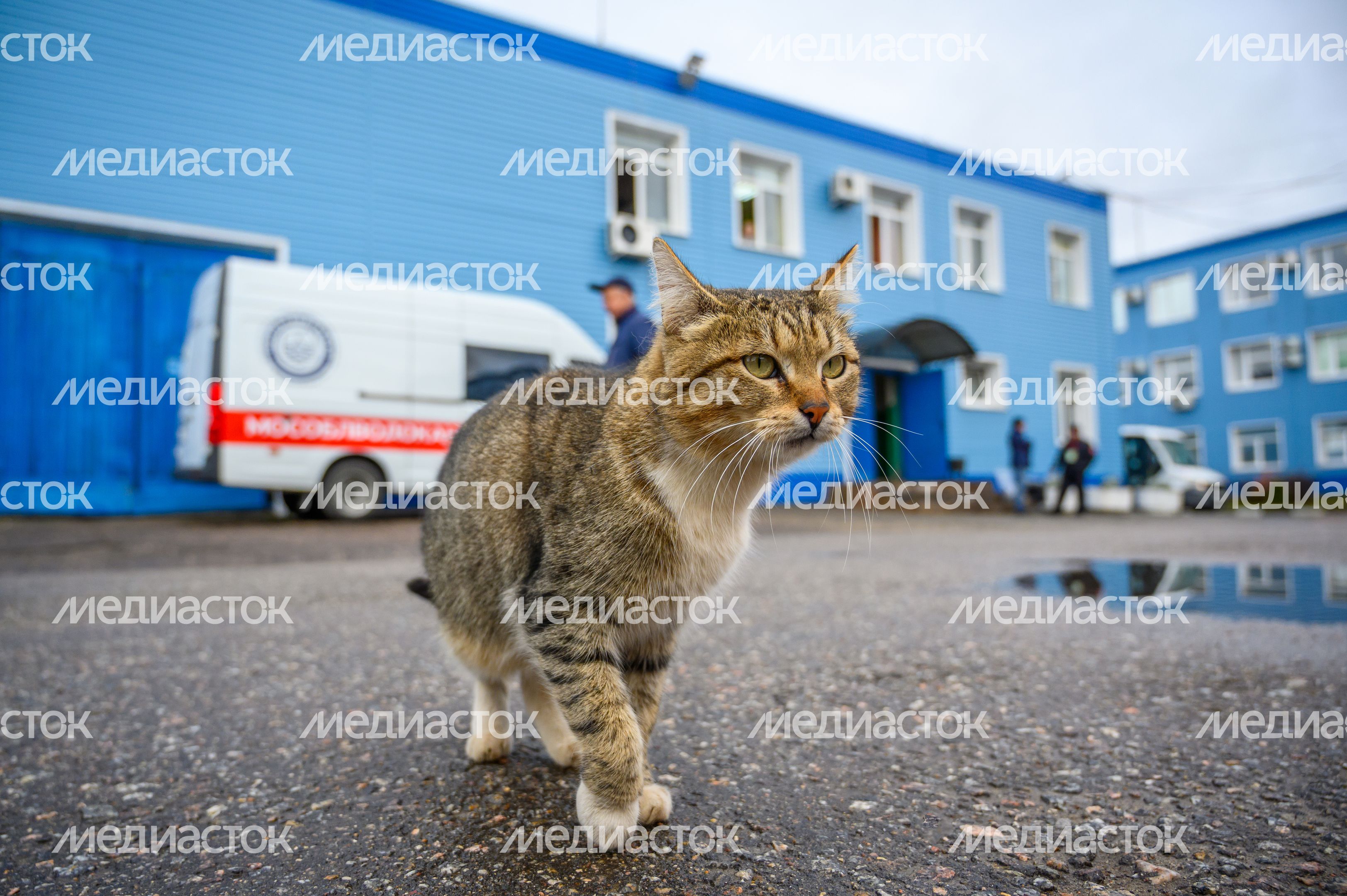 Кошка идет по дороге