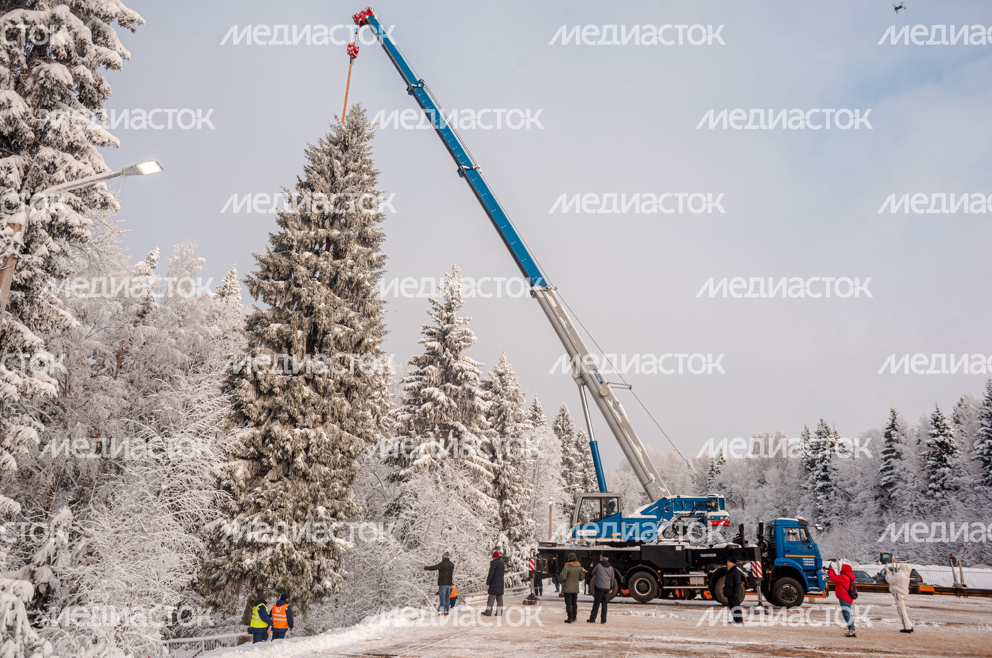 Рубка главной новогодней елки страны