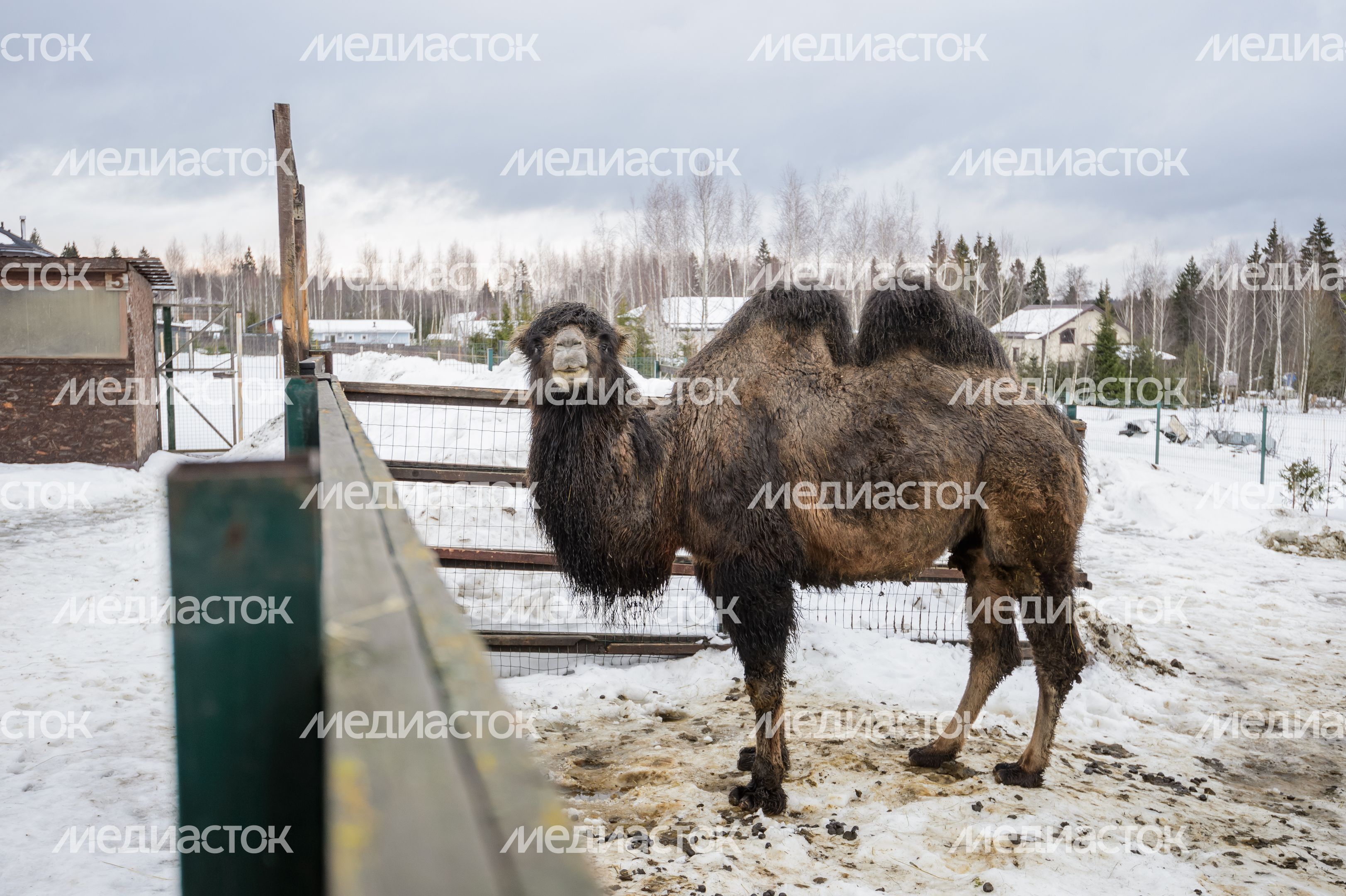 Дмитров. Экоферма «Российские альпаки» Дмитров. Экоферма «Российские альпаки»