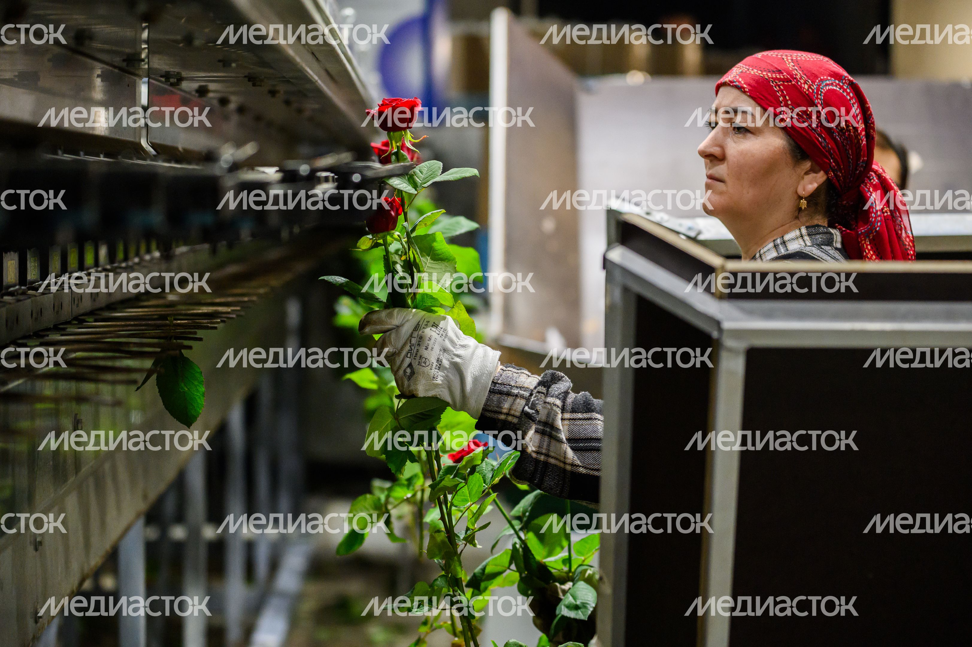 Голландские розы выращивают в тепличном комплексе «Подосинки» в Раменском Голландские розы выращивают в тепличном комплексе «Подосинки» в Раменском
