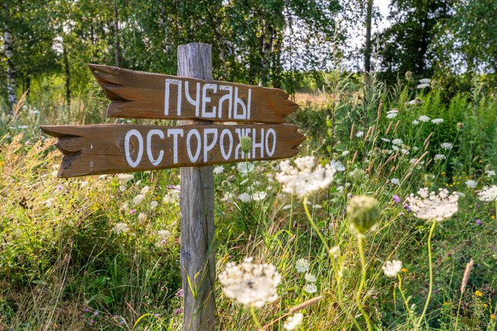 Хаски-деревня "Рузская Аляска". Лето