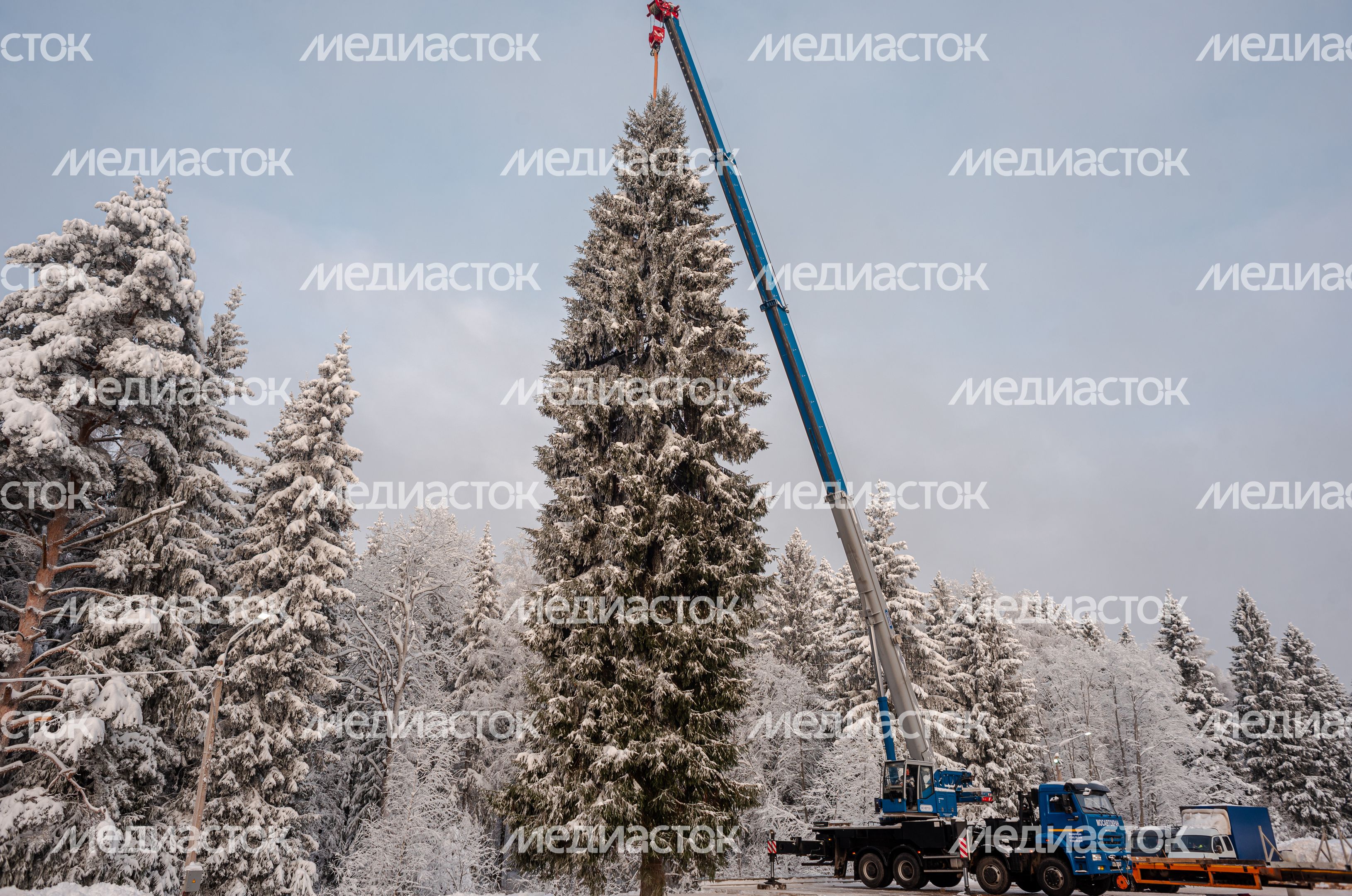 Рубка главной новогодней елки страны