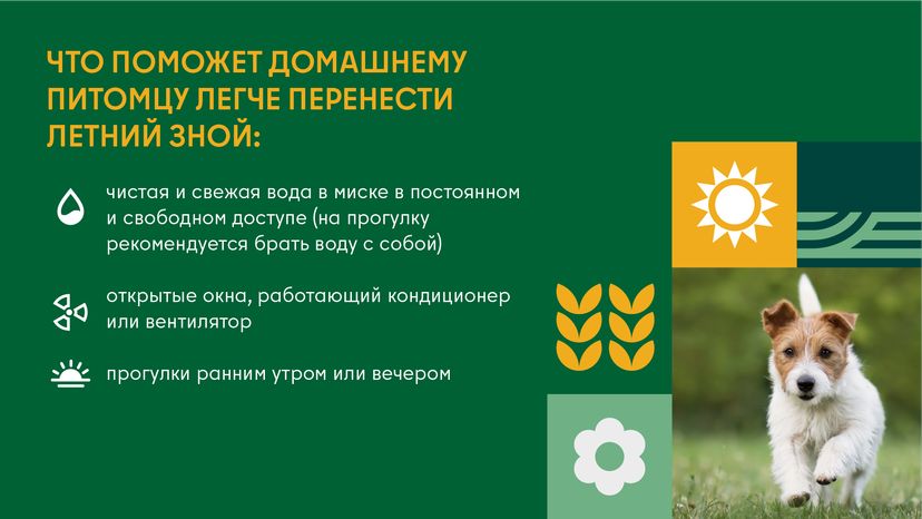 Как защитить домашнего любимца от перегрева во время жары горизонталь (4)