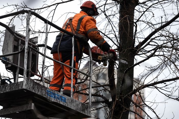 Обрезка тополей в Москве