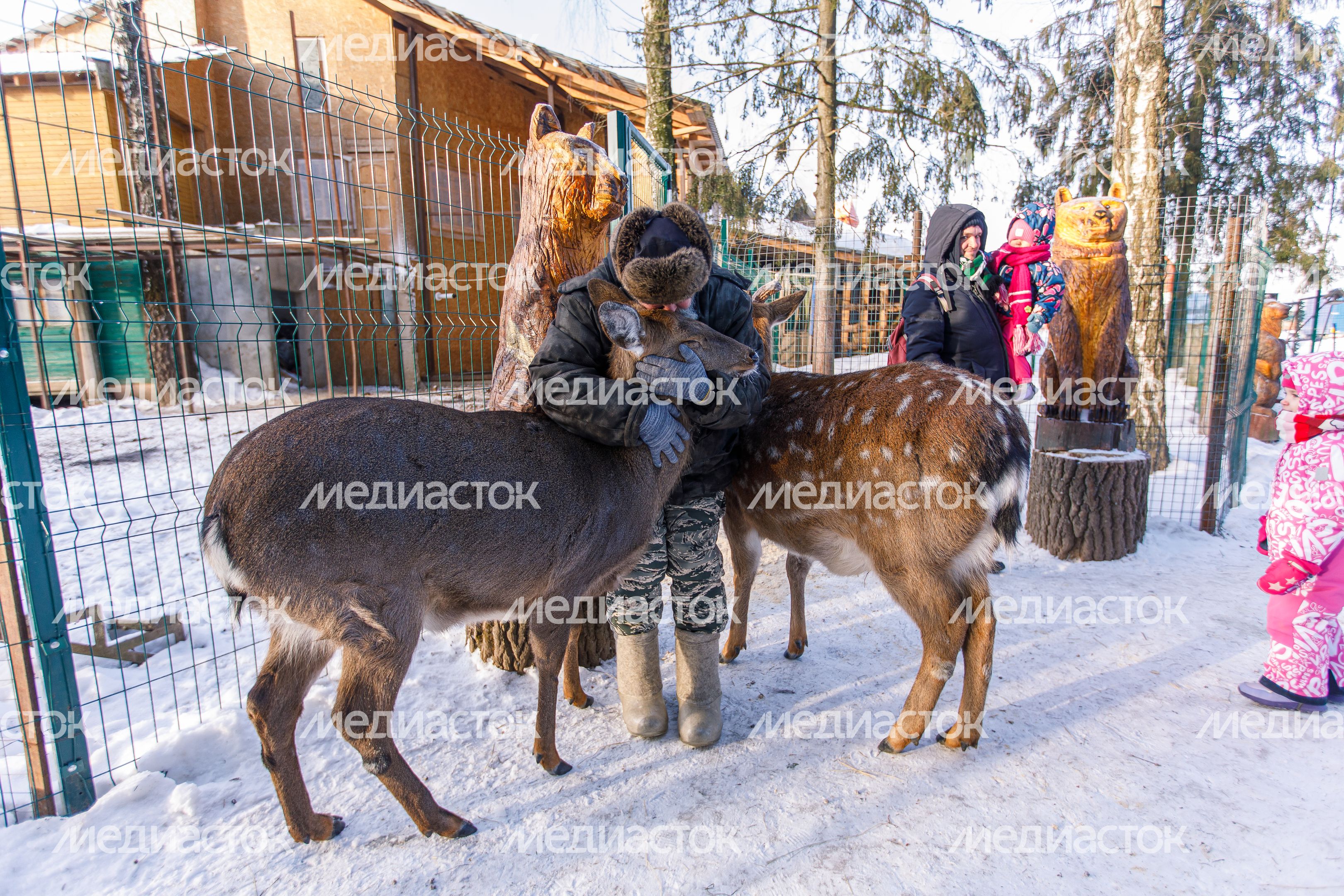 Оленья ферма ZooОleni в Рузском округе