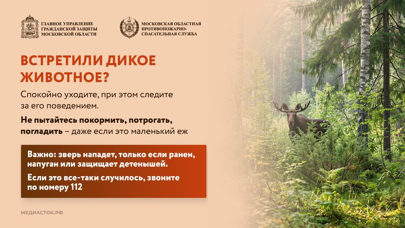 Что делать при встрече с диким животным горизонталь 03