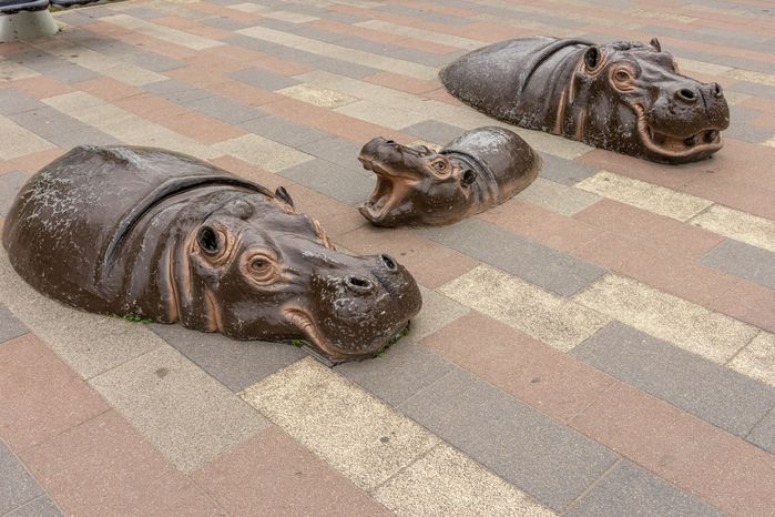 Бегемоты