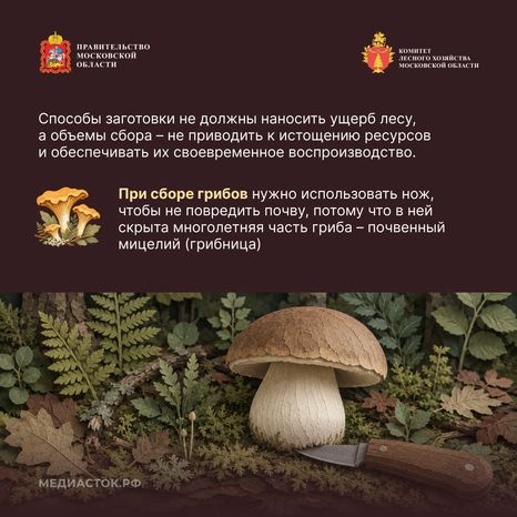 Ягоды, грибы, лекарственные растения квадрат 05