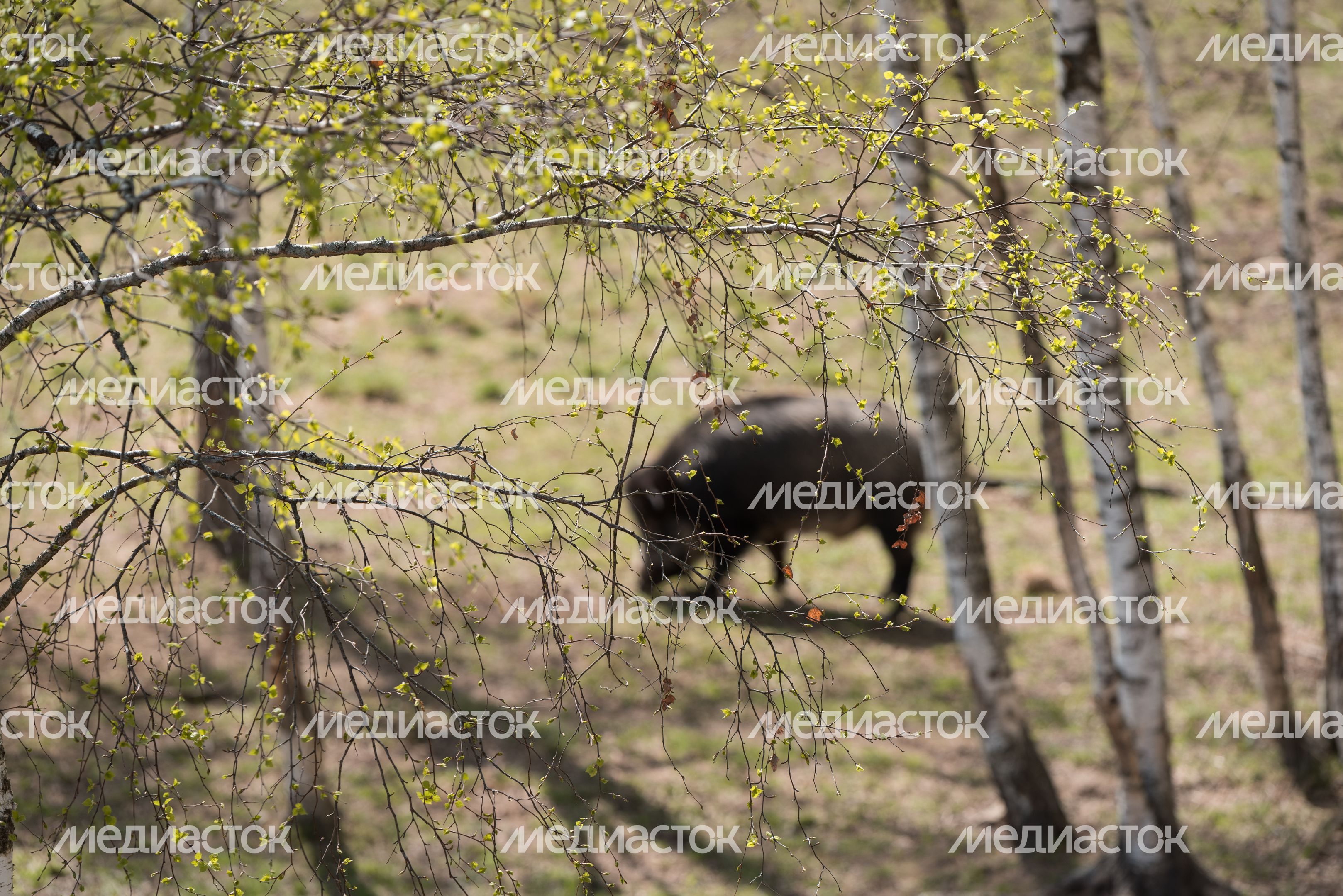Национальный парк Лосиный остров