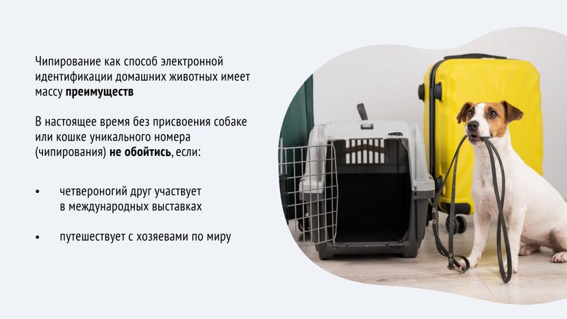 Чипирование-08.jpg