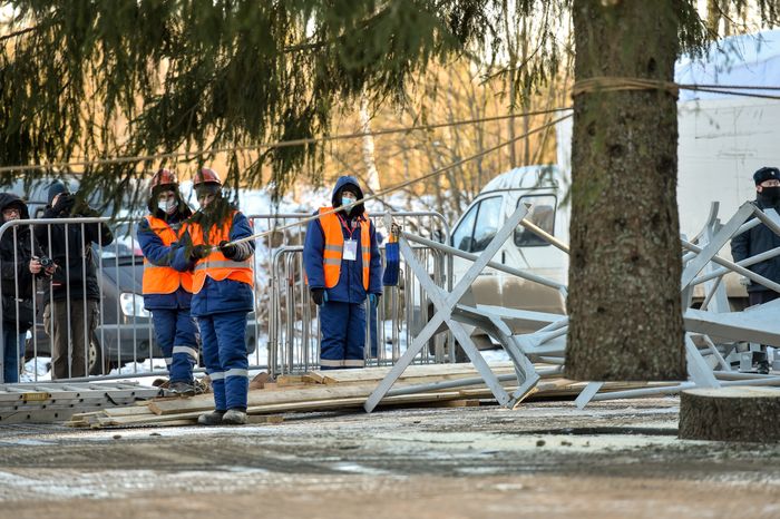 Сруб главной новогодней ели страны в Наро-Фоминском округе Подмосковья