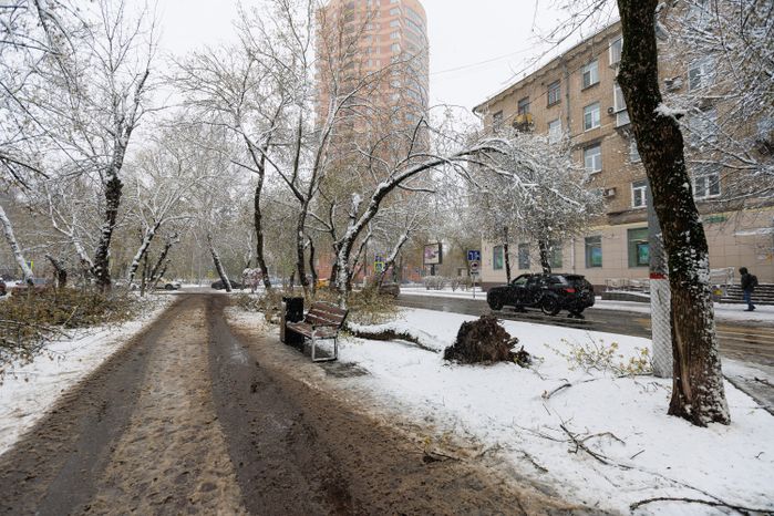 Снежный апокалипсис в Подмосковье: поваленные деревья