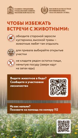 Что делать при встрече с диким животным вертикаль 06