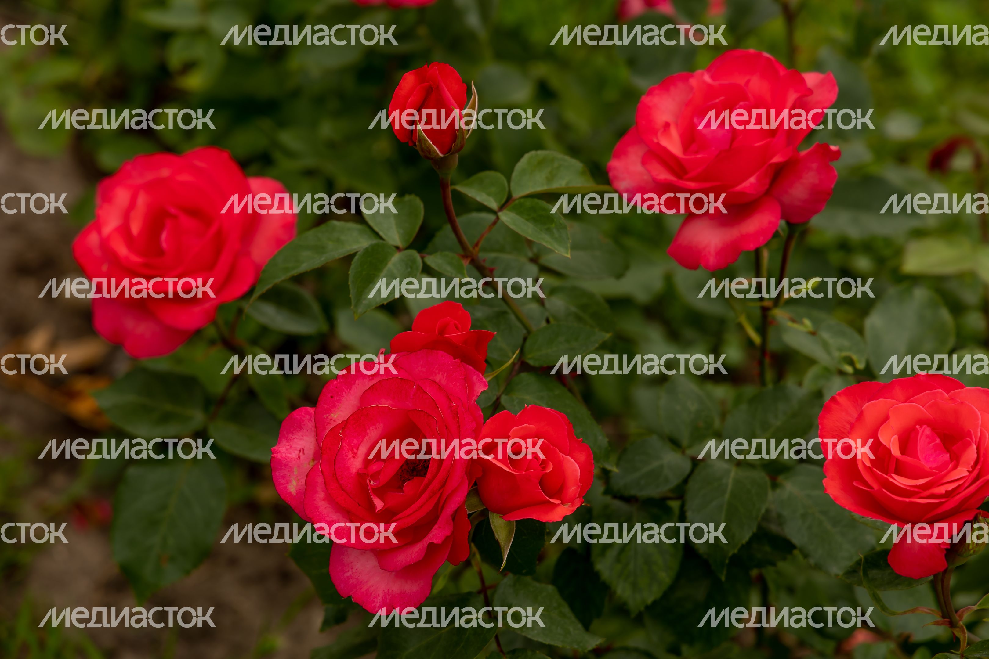 Николо-Угрешский Монастырь Николо-Угрешский Монастырь