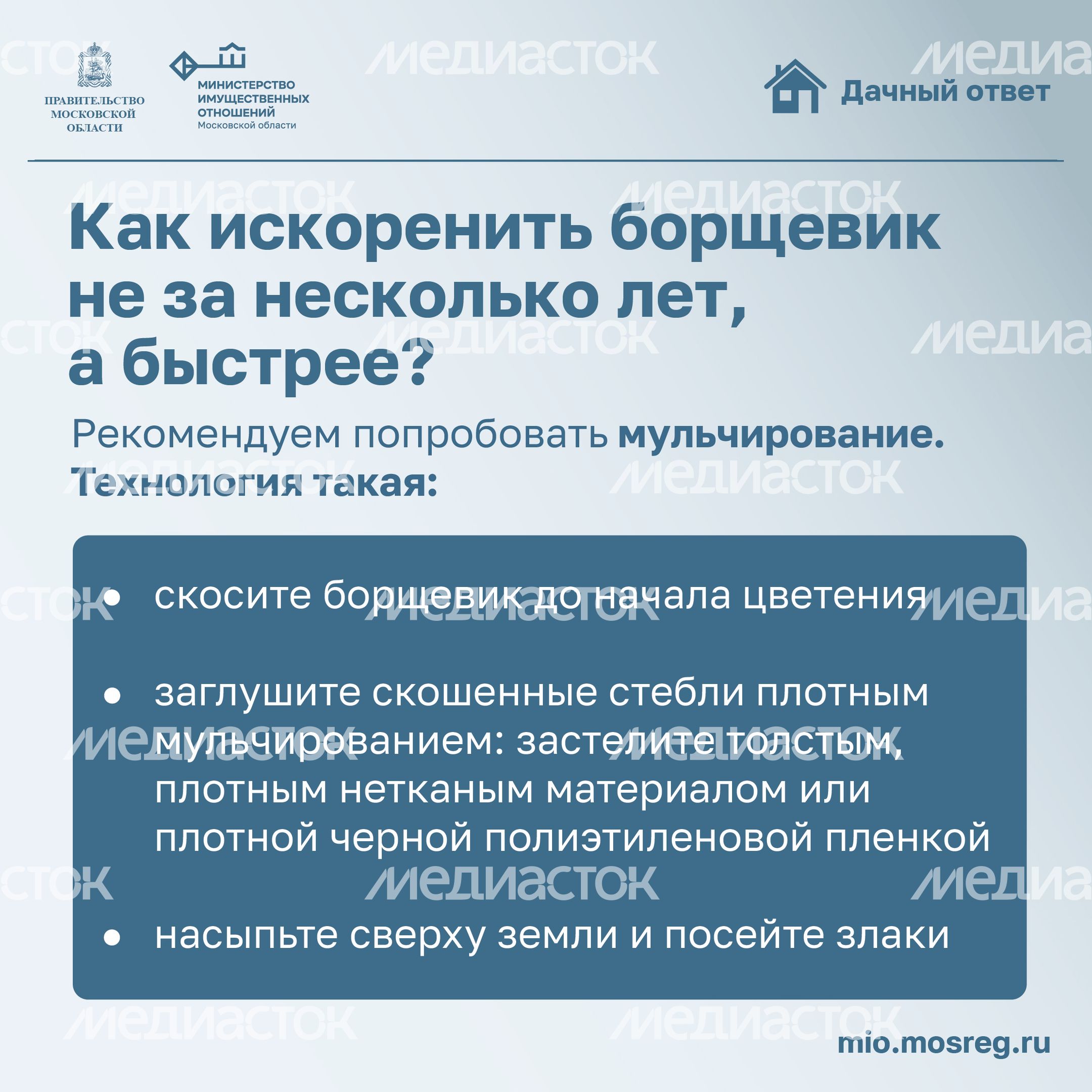 Дачный ответ_борщевик-18.jpg
