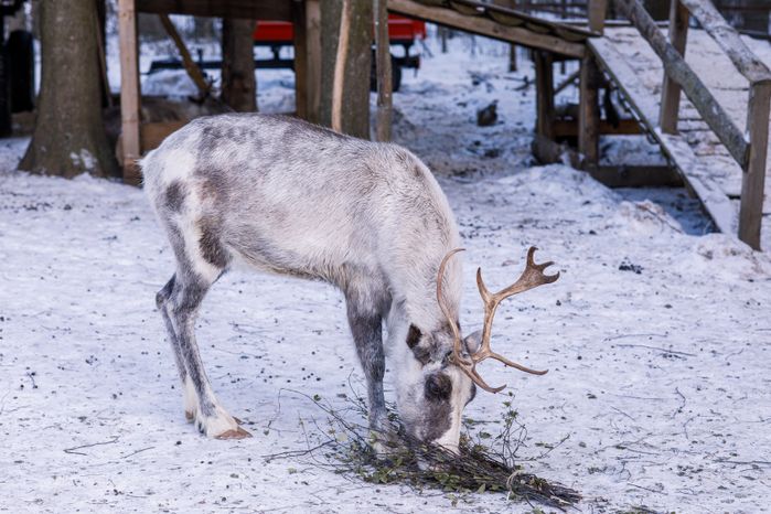 Оленья ферма ZooОleni в Рузском округе