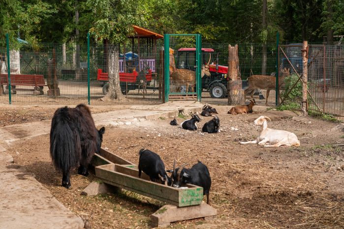 Оленья ферма ZooОleni в Рузском округе летом