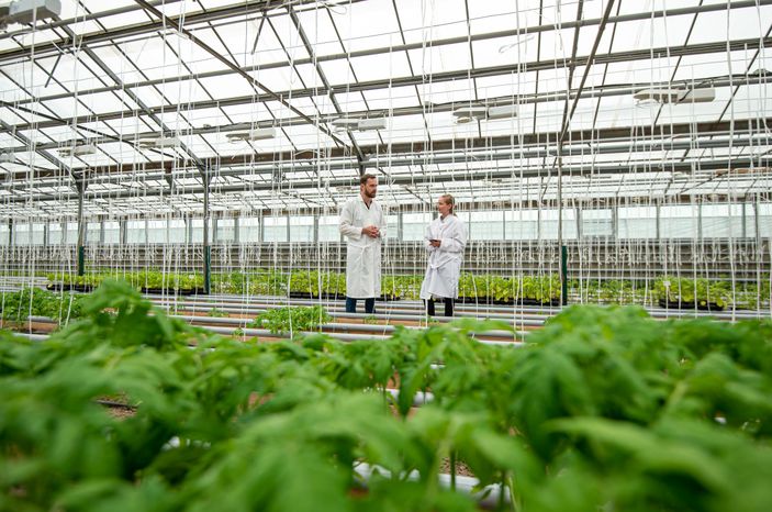 Теплицы крупного семеноводческого агропромышленного комплекса ООО «Агрофирма Партнер»