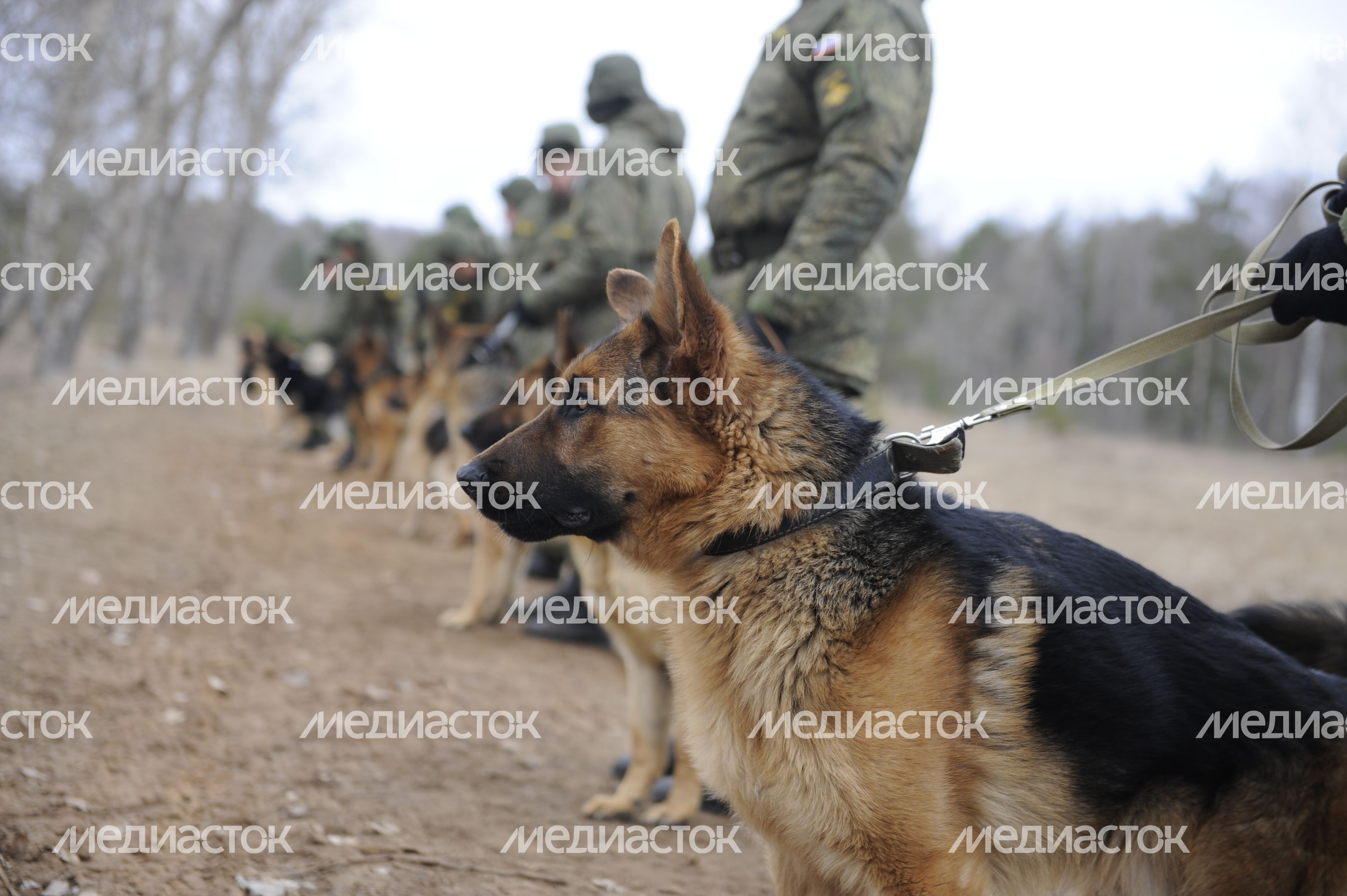 Подготовка вожатых служебных собак в учебном центре ЗВО