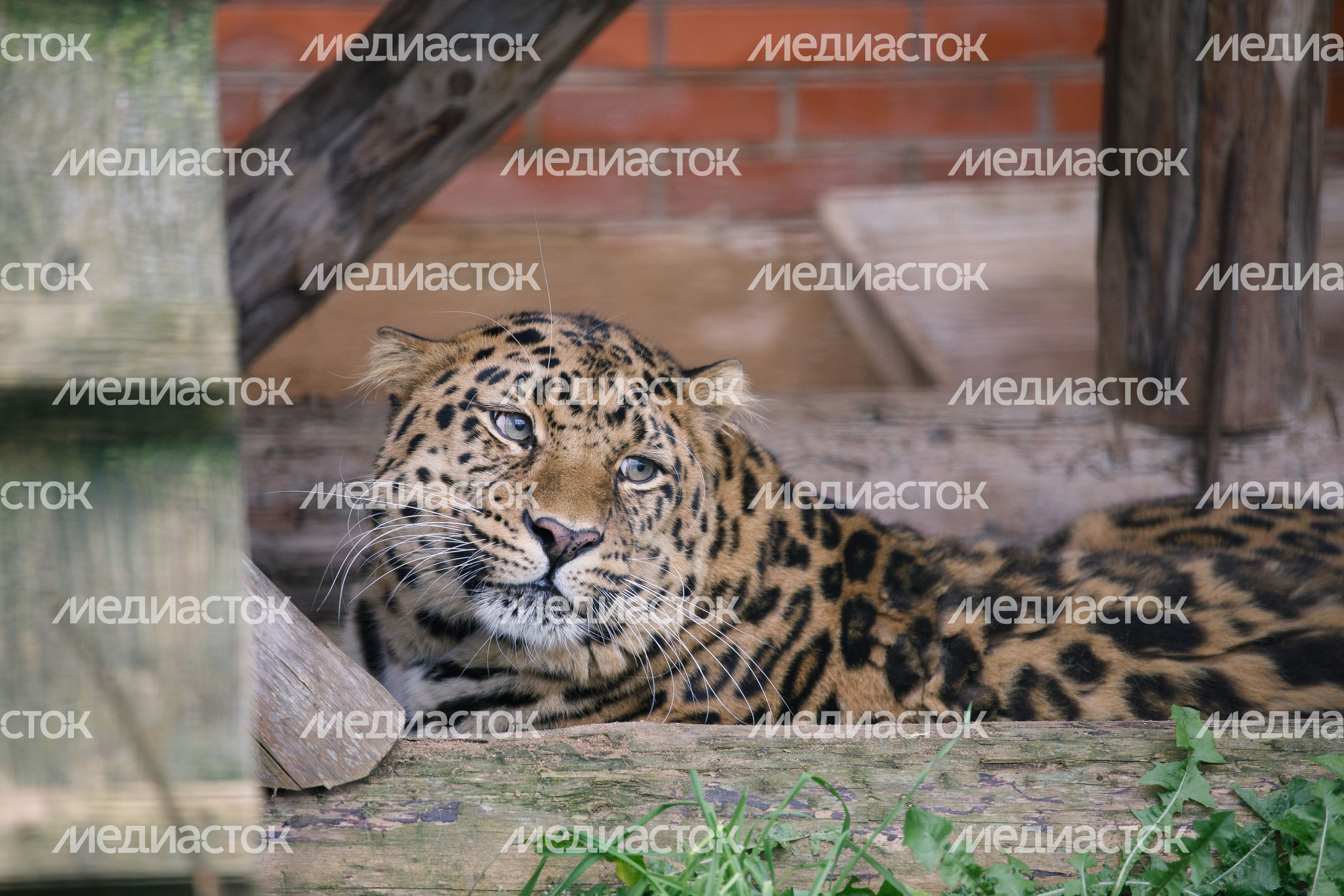 Волоколамск. Центр воспроизводства редких видов животных Волоколамск. Центр воспроизводства редких видов животных