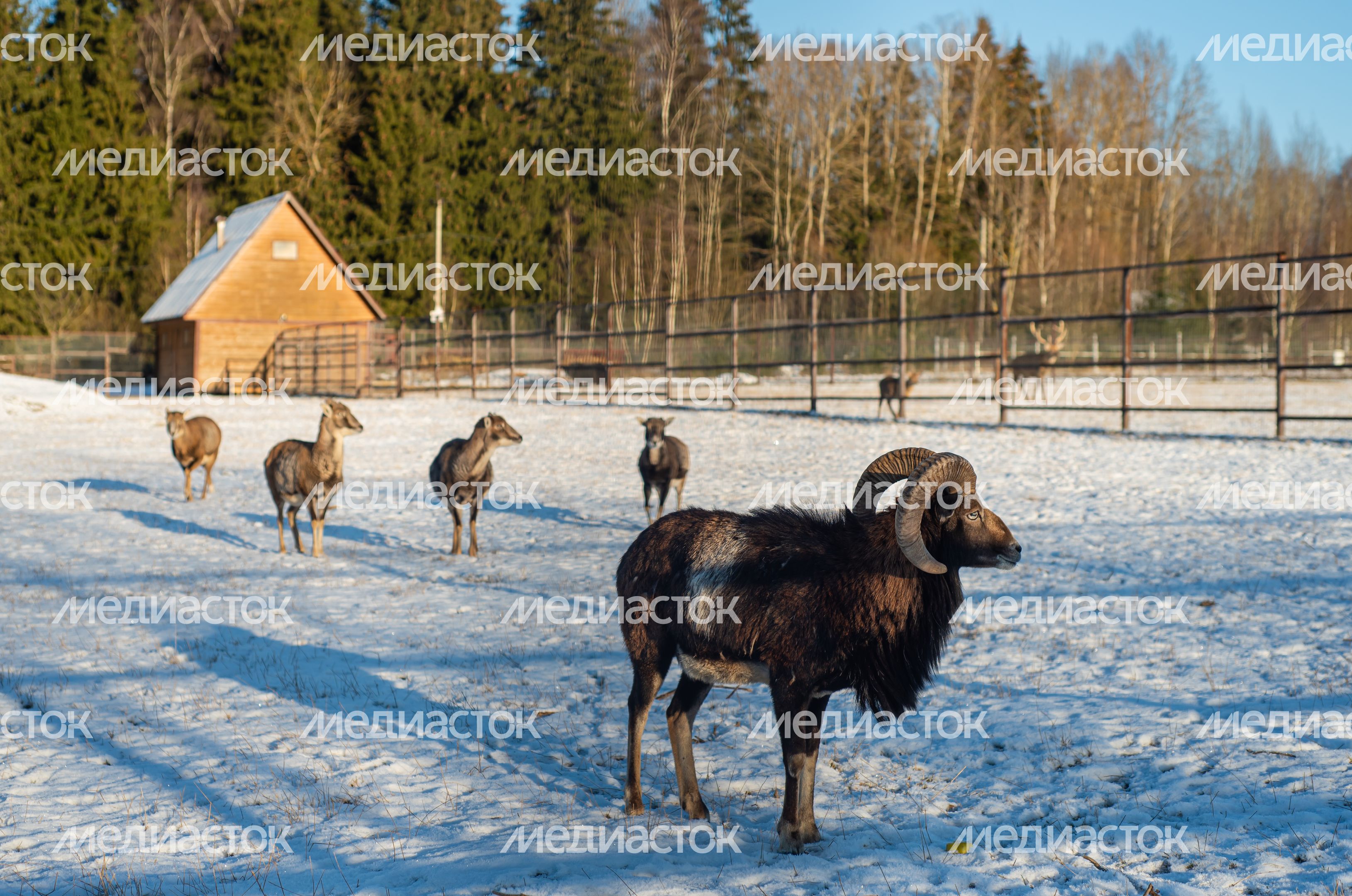Зимний Парк Птиц «Воробьи»