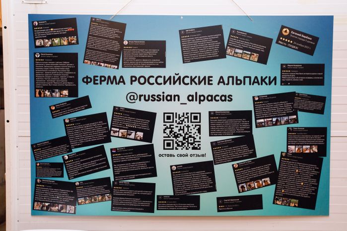 Дмитров. Ферма «Российские альпаки»