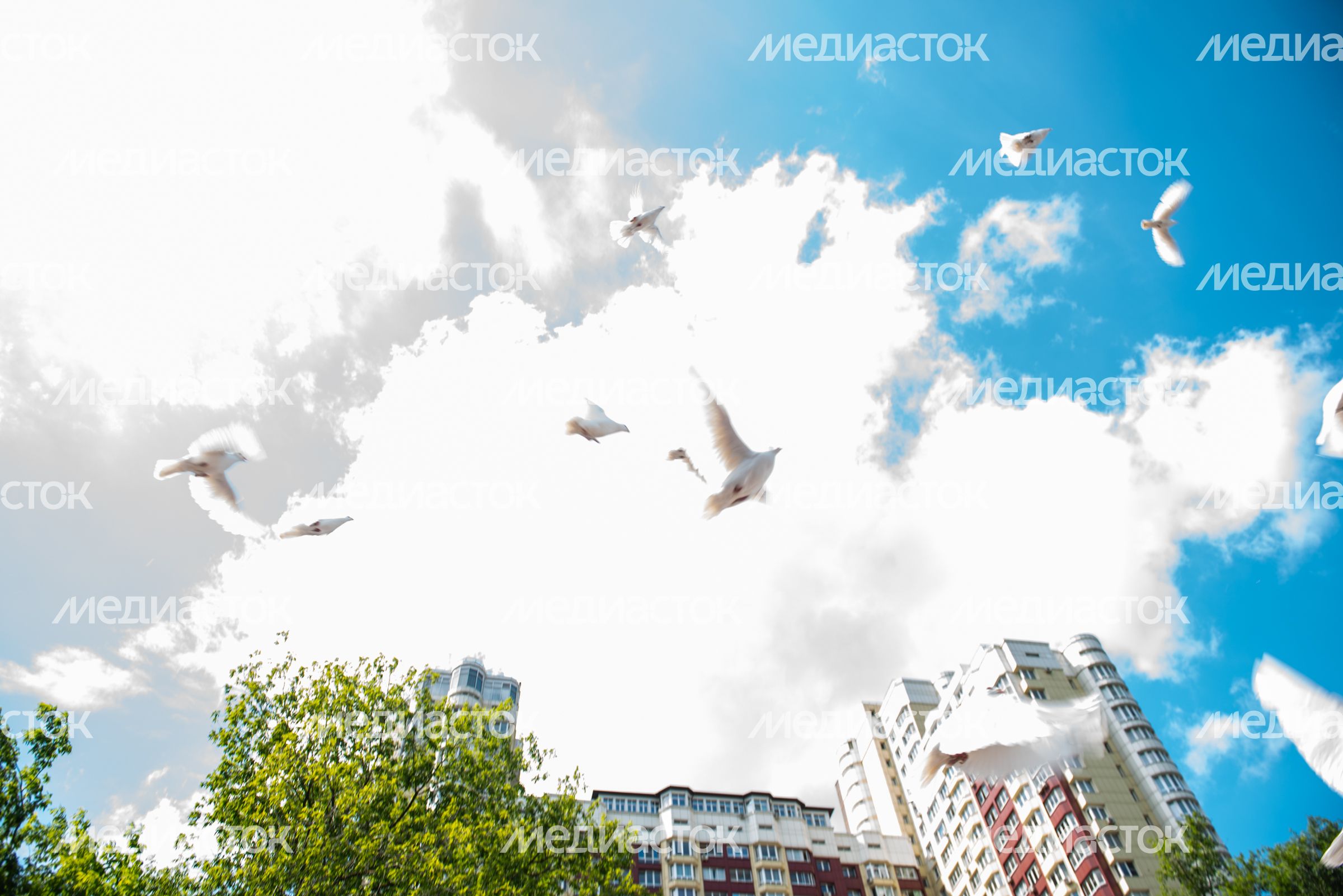 День семьи, любви и верности в Химках