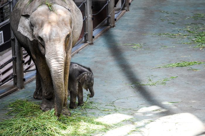 Москвичам показали новорожденного слоненка в Московском Зоопарке