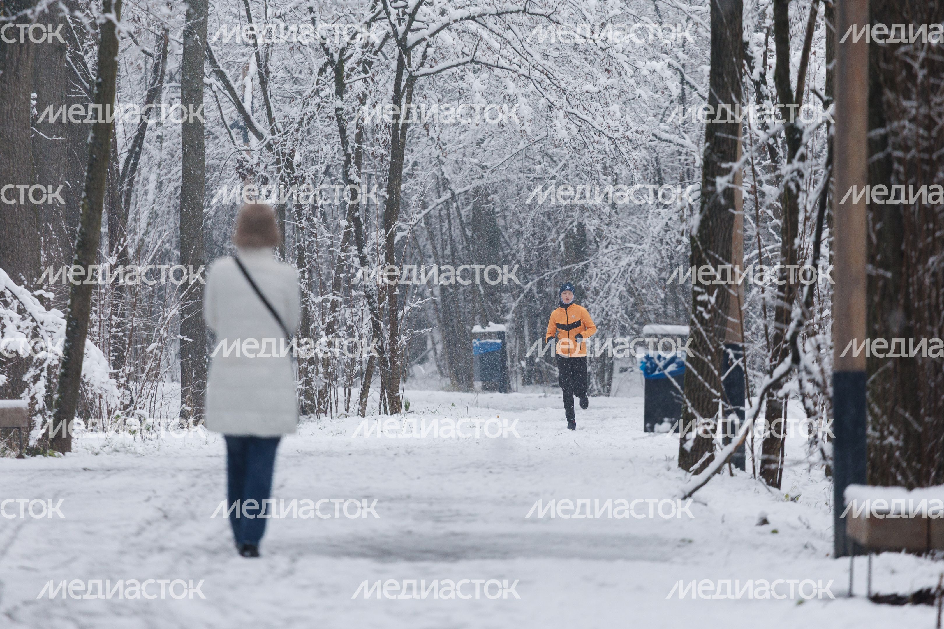 Первый снег в Химкинском лесу Первый снег в Химкинском лесу
