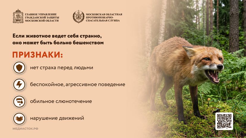 Что делать при встрече с диким животным горизонталь 05