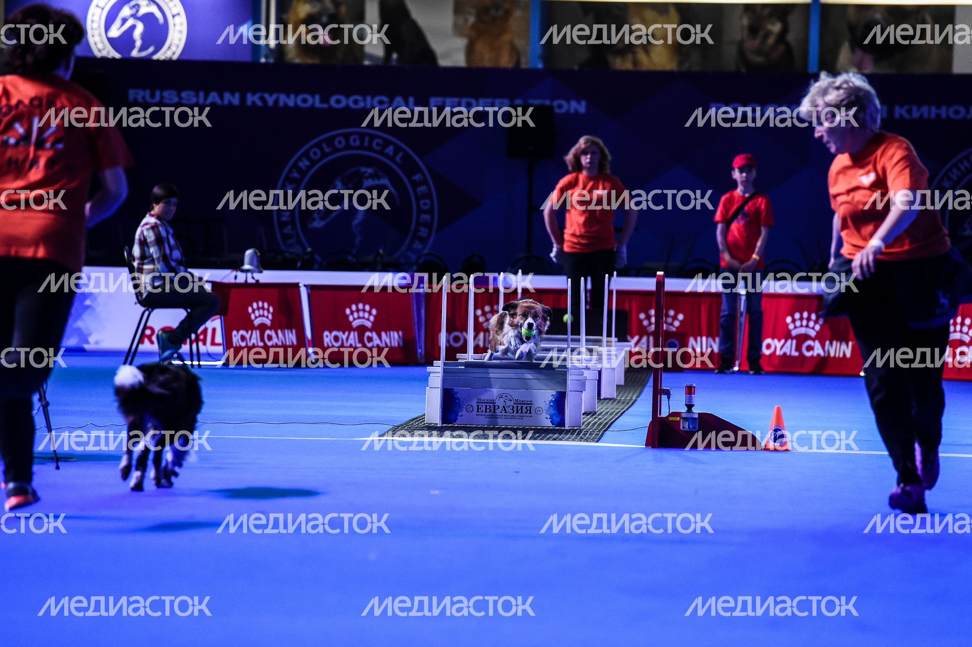 Выставка собак Евразия‑2018 прошла в Подмосковье