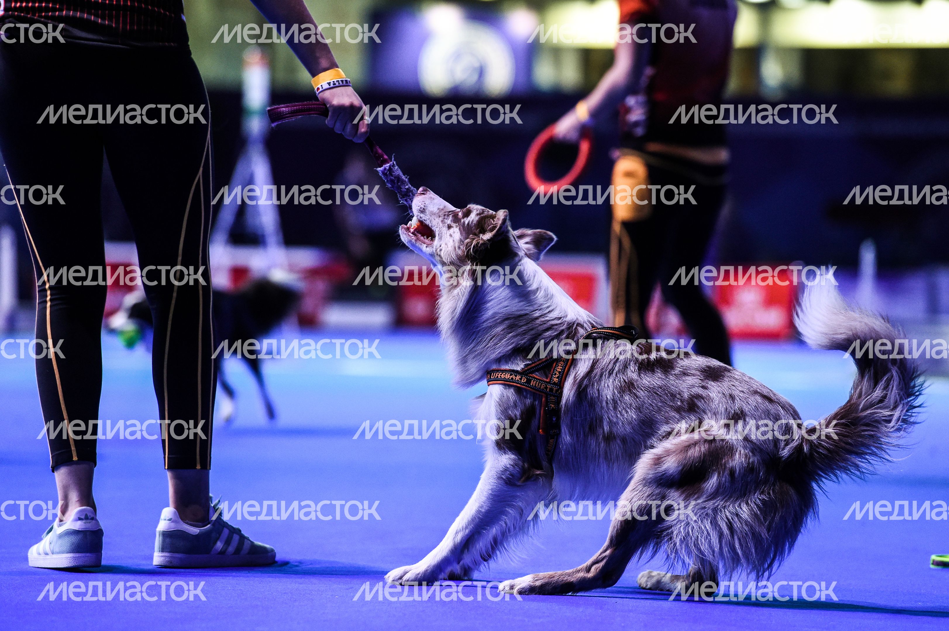 Выставка собак Евразия‑2018 прошла в Подмосковье