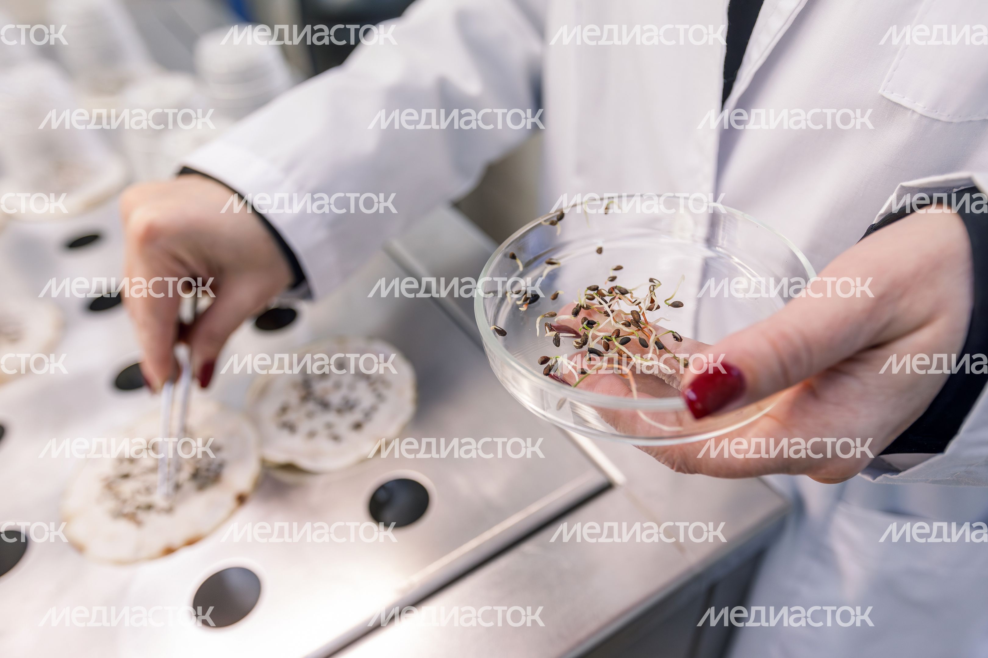 В лаборатории Рослесзащиты в Пушкино из шишек извлекают семена В лаборатории Рослесзащиты в Пушкино из шишек извлекают семена