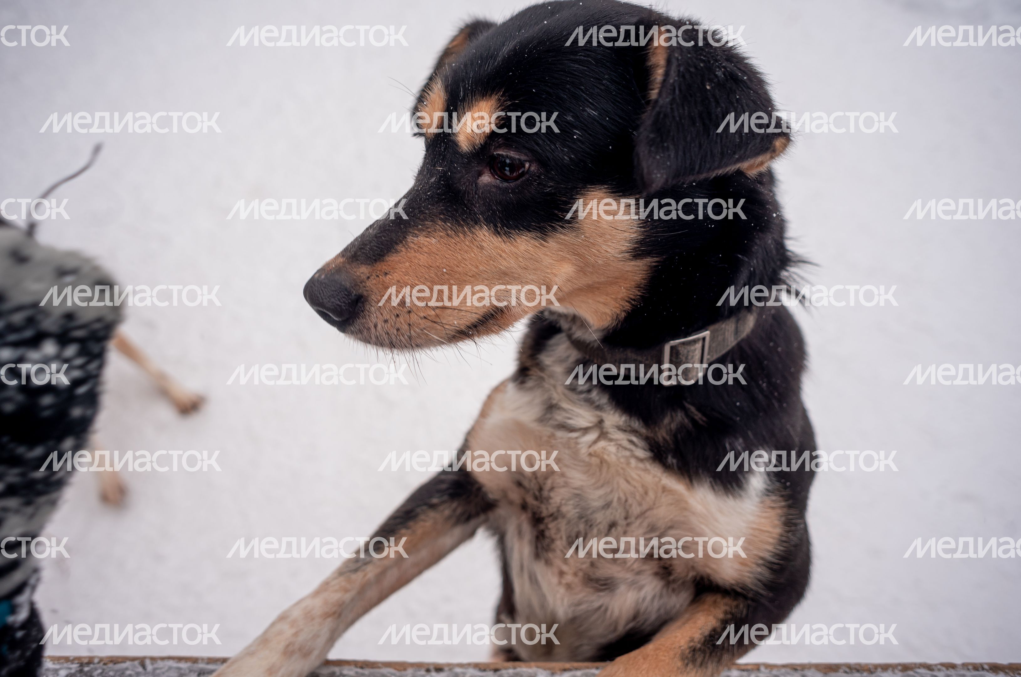 Зима в питомнике ездовых собак Северный