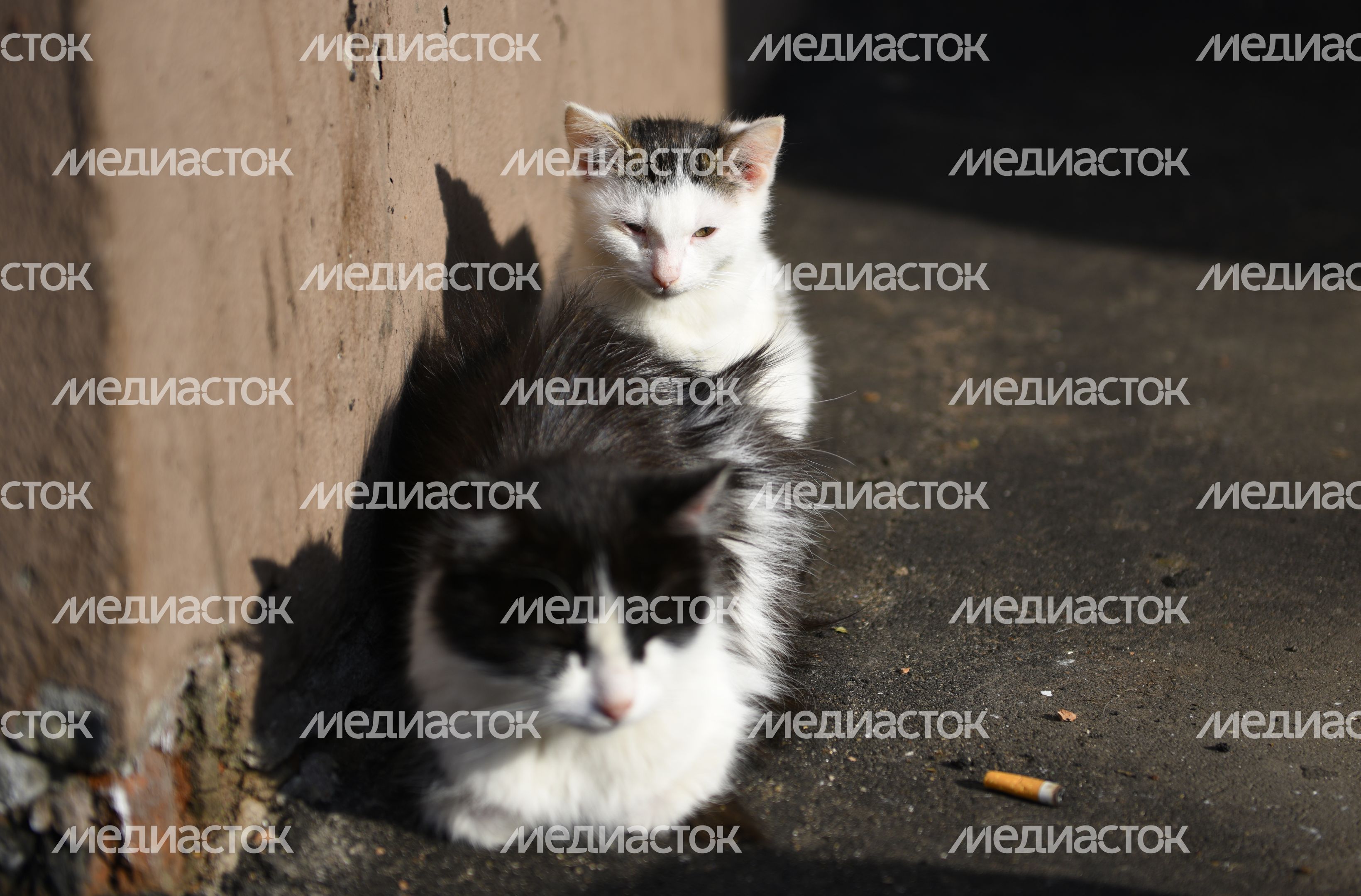 Кошка с котенком