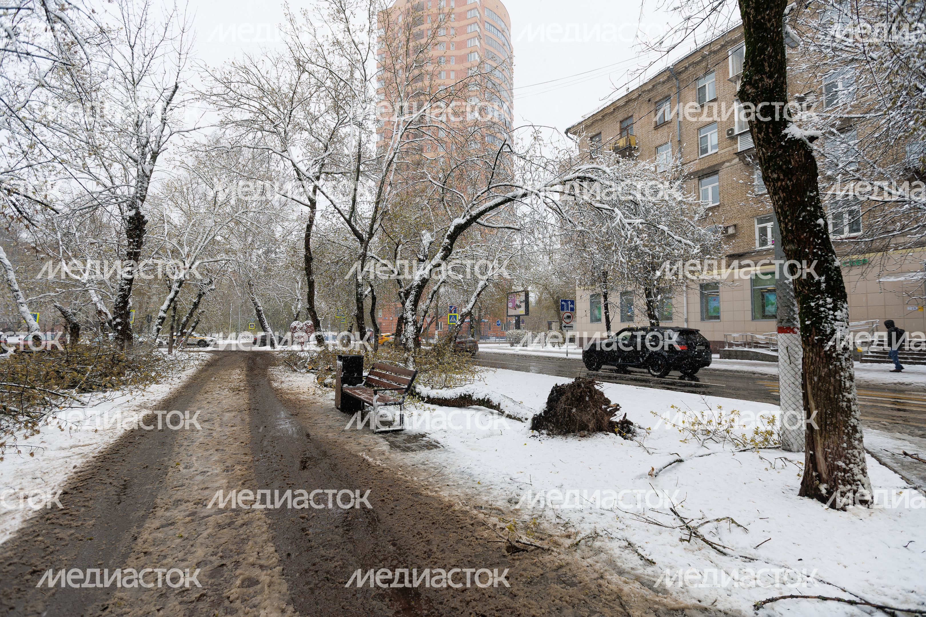 Снежный апокалипсис в Подмосковье: поваленные деревья Снежный апокалипсис в Подмосковье: поваленные деревья