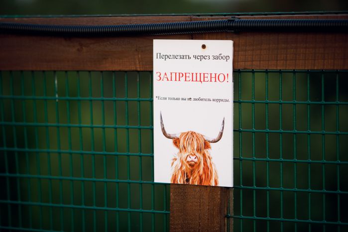Дмитров. Ферма «Российские альпаки»