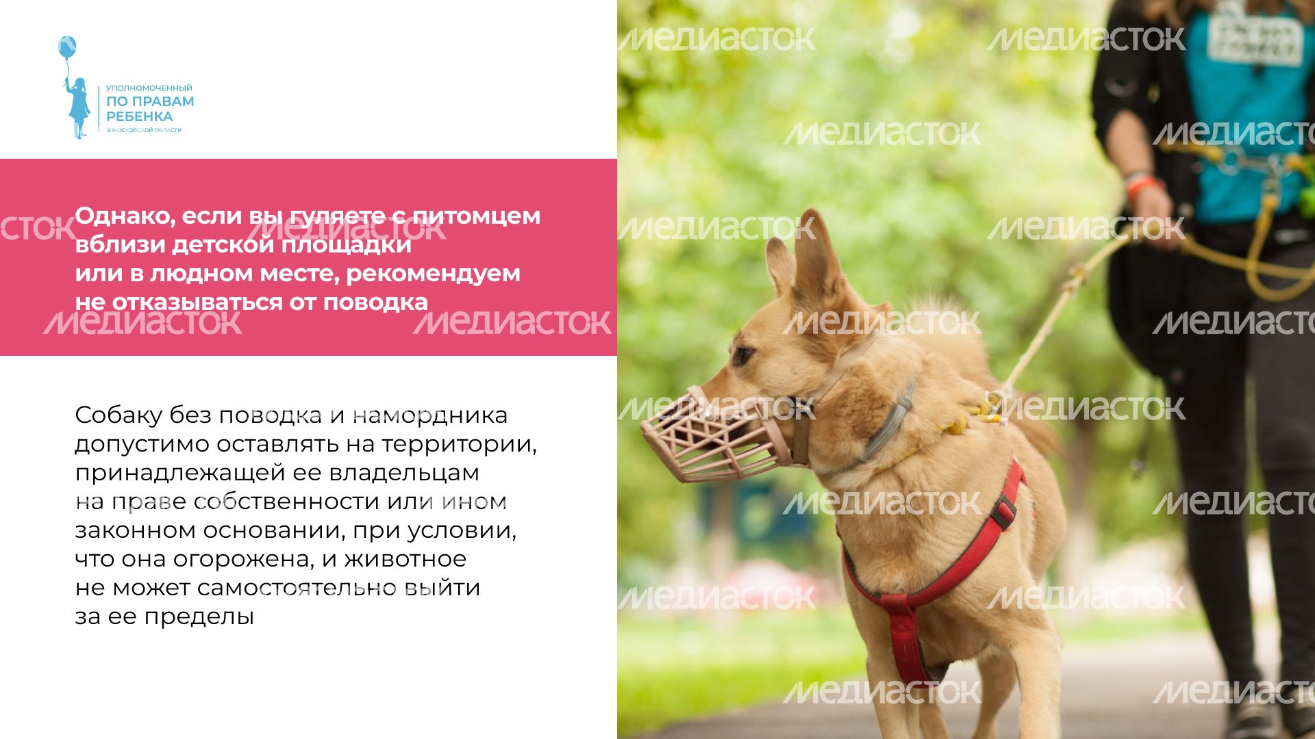 уппр_осторожно_собака_горизонталь_7.jpg