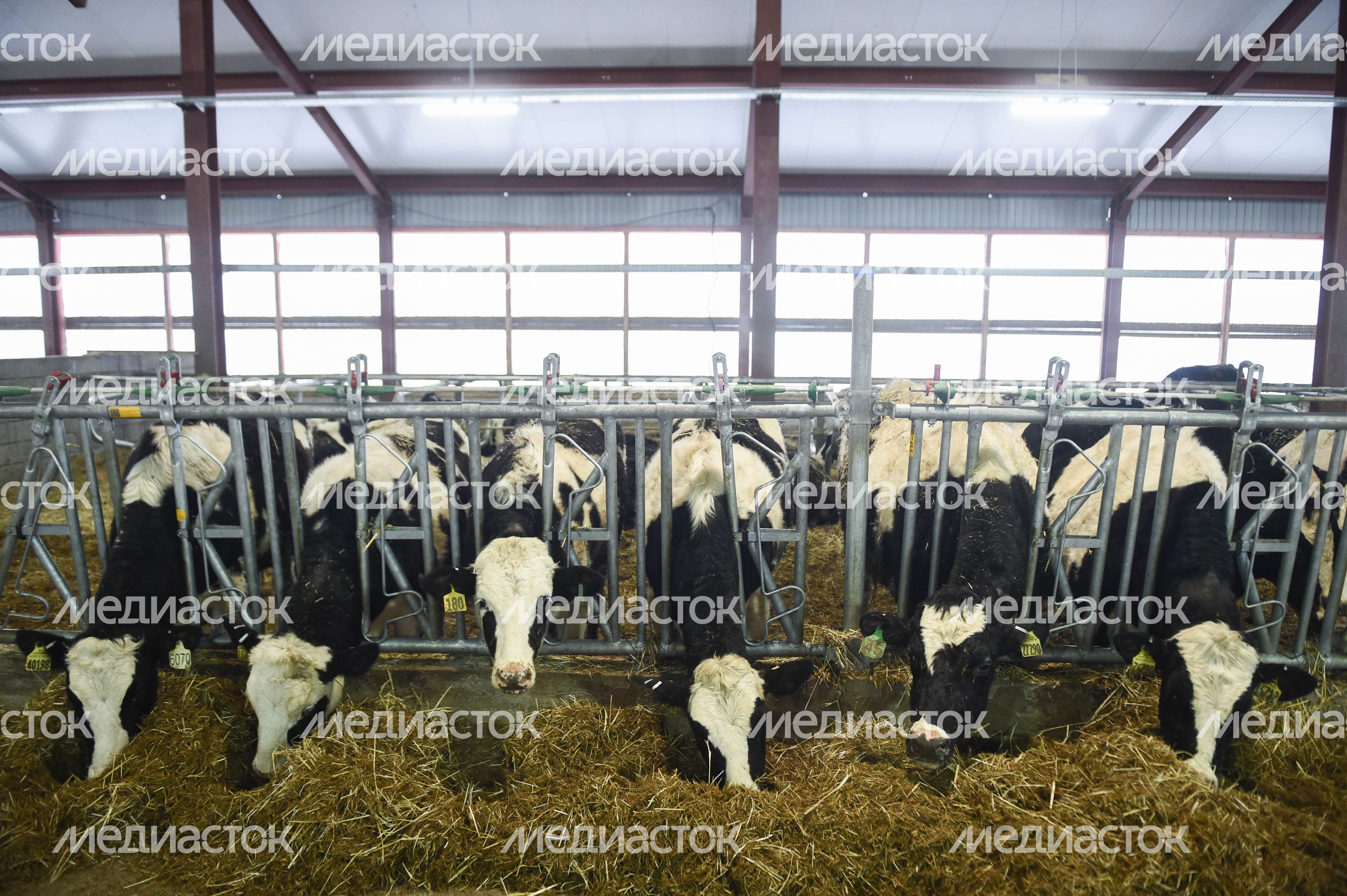 Открытие нового молочного комплекса TH True Milk в Подмосковье, 2 часть