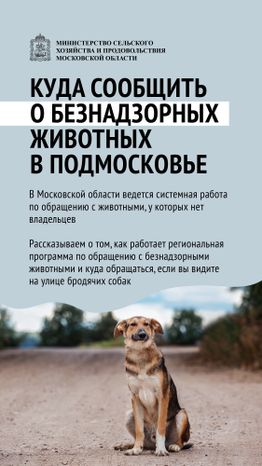 Безнадзорные животные