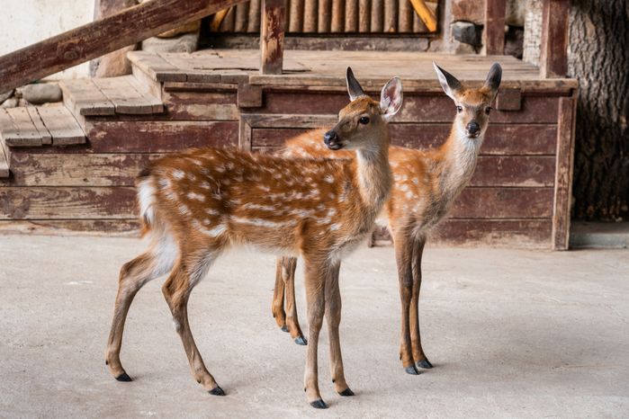Оленья ферма ZooОleni в Рузском округе летом