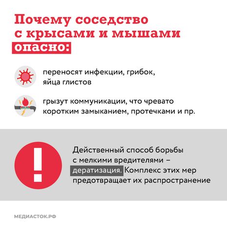 Крысы в МКД квадрат (2)
