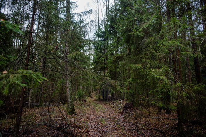 Осенние виды природного заказника Арюшина Гора